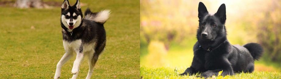Black Norwegian Elkhound vs Alaskan Klee Kai - Breed Comparison