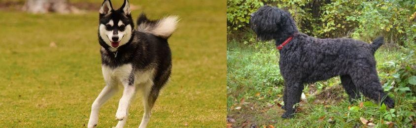 Black Russian Terrier vs Alaskan Klee Kai - Breed Comparison