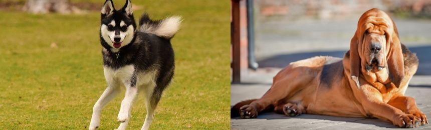 Bloodhound vs Alaskan Klee Kai - Breed Comparison