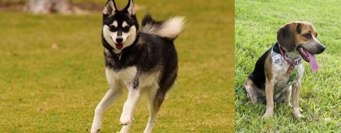 Bluetick Beagle vs Alaskan Klee Kai - Breed Comparison