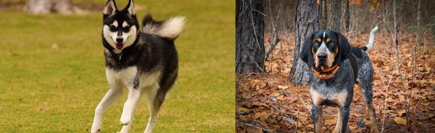 Bluetick Coonhound vs Alaskan Klee Kai - Breed Comparison