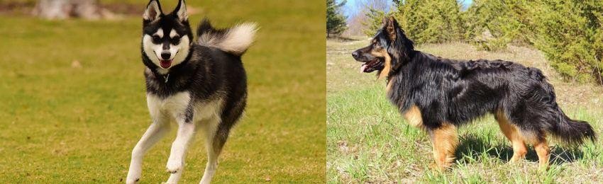 Bohemian Shepherd vs Alaskan Klee Kai - Breed Comparison