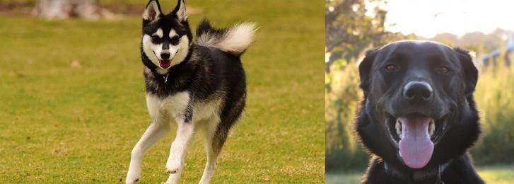 Borador vs Alaskan Klee Kai - Breed Comparison