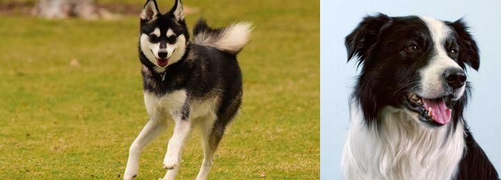 Border Collie vs Alaskan Klee Kai - Breed Comparison