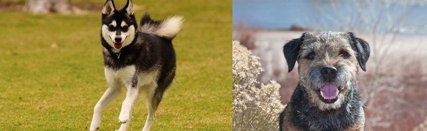 Border Terrier vs Alaskan Klee Kai - Breed Comparison