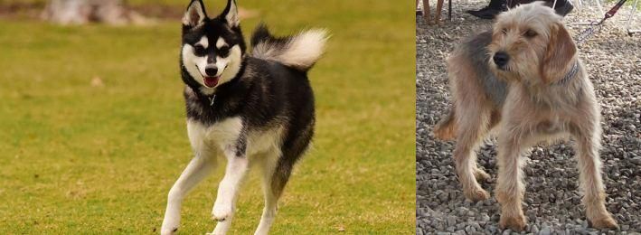 Bosnian Coarse-Haired Hound vs Alaskan Klee Kai - Breed Comparison