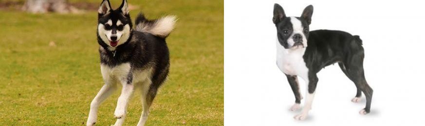 Boston Terrier vs Alaskan Klee Kai - Breed Comparison