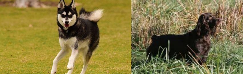Boykin Spaniel vs Alaskan Klee Kai - Breed Comparison