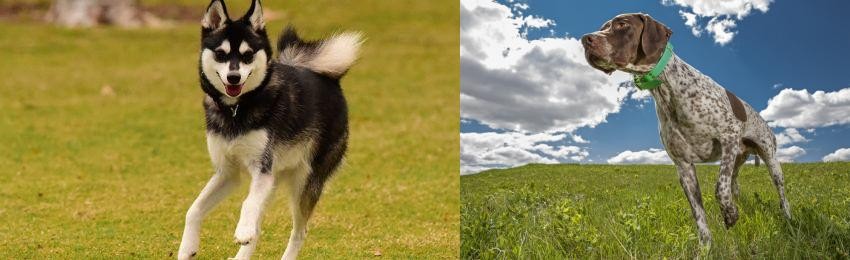 Braque Francais (Pyrenean Type) vs Alaskan Klee Kai - Breed Comparison