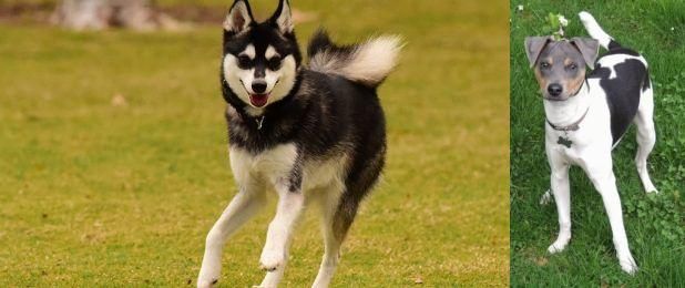 Brazilian Terrier vs Alaskan Klee Kai - Breed Comparison