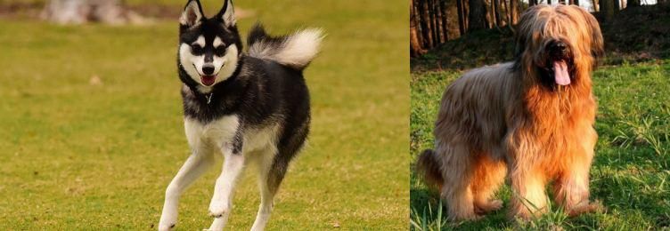 Briard vs Alaskan Klee Kai - Breed Comparison