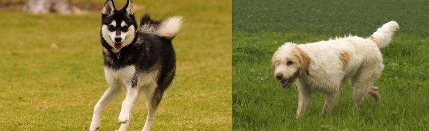 Briquet Griffon Vendeen vs Alaskan Klee Kai - Breed Comparison