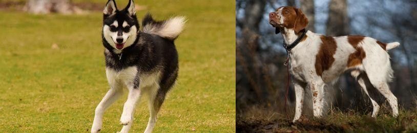 Brittany vs Alaskan Klee Kai - Breed Comparison