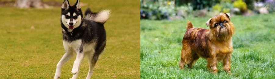 Brussels Griffon vs Alaskan Klee Kai - Breed Comparison