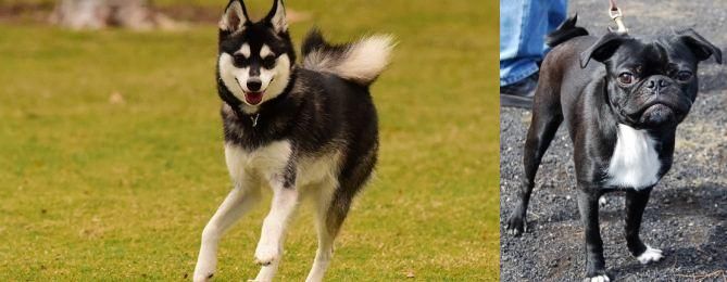 Bugg vs Alaskan Klee Kai - Breed Comparison