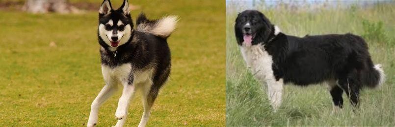 Bulgarian Shepherd vs Alaskan Klee Kai - Breed Comparison