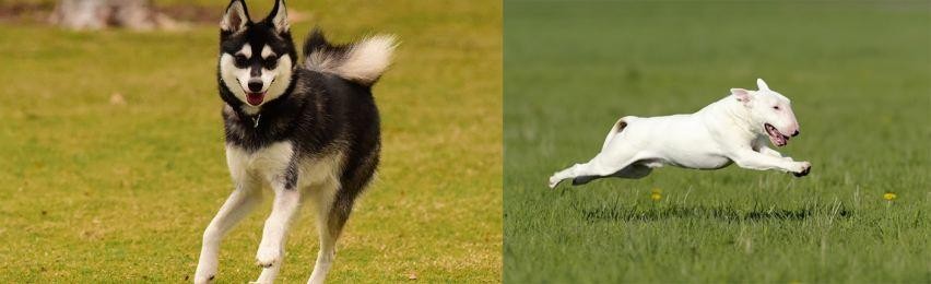 Bull Terrier vs Alaskan Klee Kai - Breed Comparison