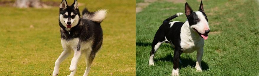 Bull Terrier Miniature vs Alaskan Klee Kai - Breed Comparison