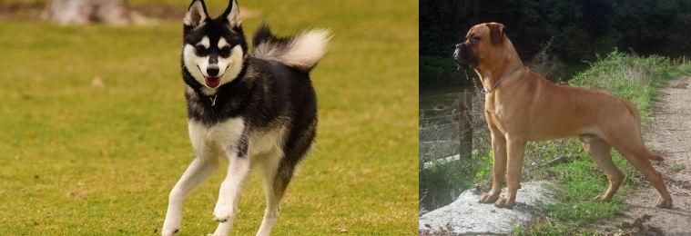Bullmastiff vs Alaskan Klee Kai - Breed Comparison
