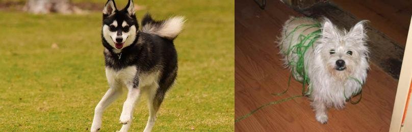 Cairland Terrier vs Alaskan Klee Kai - Breed Comparison
