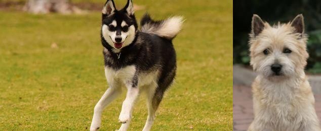 Cairn Terrier vs Alaskan Klee Kai - Breed Comparison