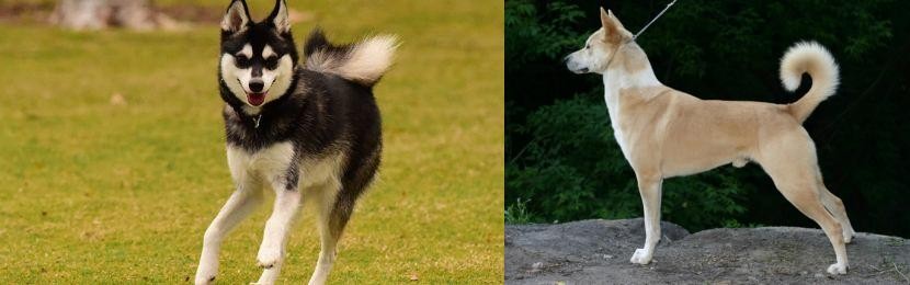 Canaan Dog vs Alaskan Klee Kai - Breed Comparison