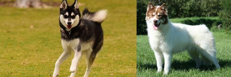 Canadian Eskimo Dog vs Alaskan Klee Kai - Breed Comparison