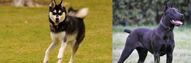 Canis Panther vs Alaskan Klee Kai - Breed Comparison