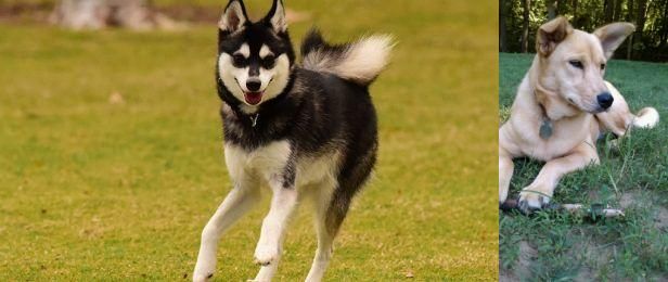 Carolina Dog vs Alaskan Klee Kai - Breed Comparison