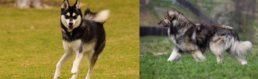 Carpatin vs Alaskan Klee Kai - Breed Comparison