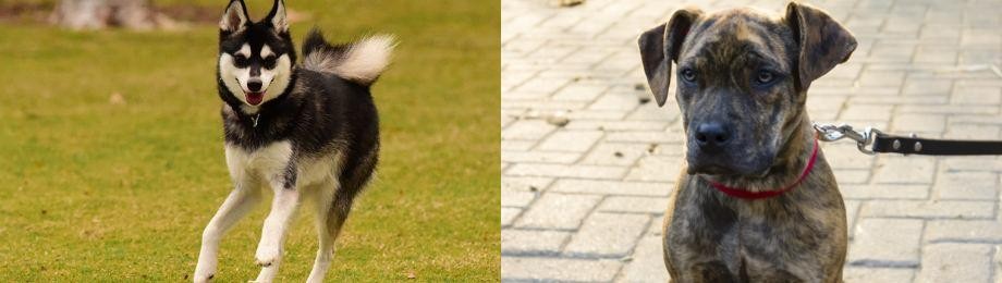 Catahoula Bulldog vs Alaskan Klee Kai - Breed Comparison