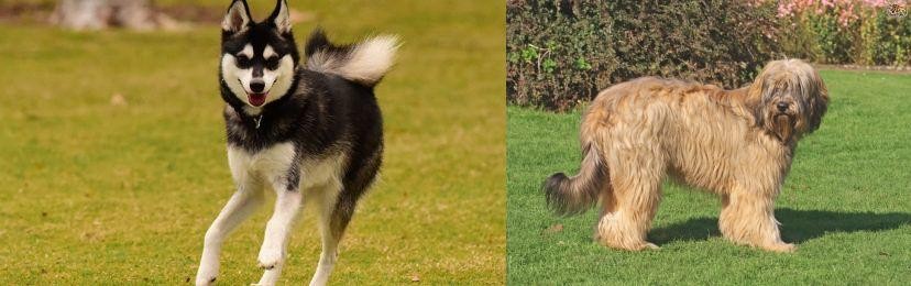 Catalan Sheepdog vs Alaskan Klee Kai - Breed Comparison