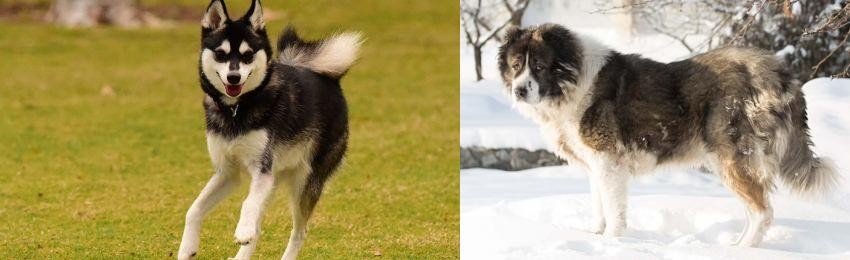 Caucasian Shepherd vs Alaskan Klee Kai - Breed Comparison