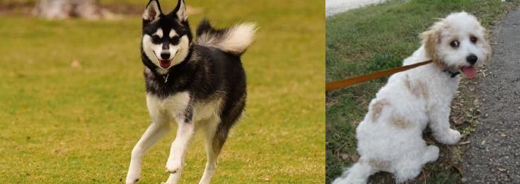 Cavachon vs Alaskan Klee Kai - Breed Comparison