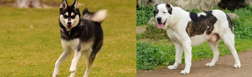 Central Asian Shepherd vs Alaskan Klee Kai - Breed Comparison