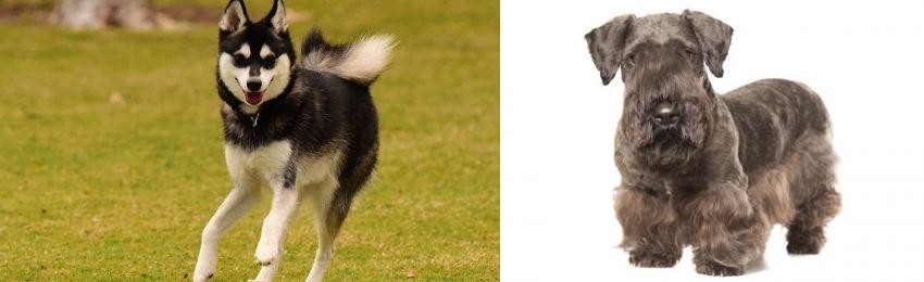 Cesky Terrier vs Alaskan Klee Kai - Breed Comparison