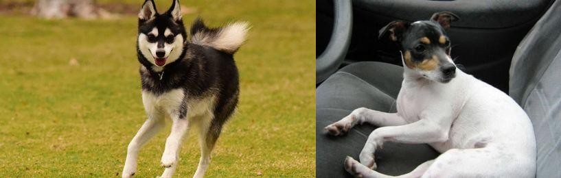 Chilean Fox Terrier vs Alaskan Klee Kai - Breed Comparison