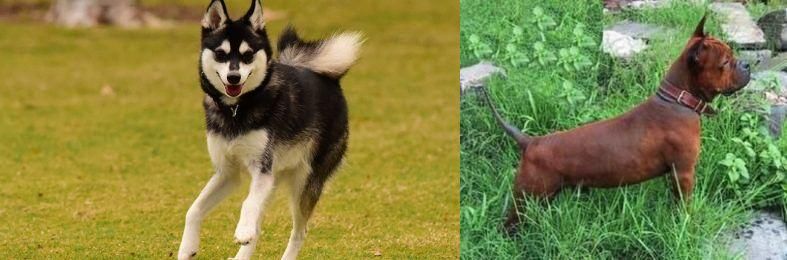 Chinese Chongqing Dog vs Alaskan Klee Kai - Breed Comparison