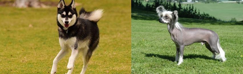 Chinese Crested Dog vs Alaskan Klee Kai - Breed Comparison