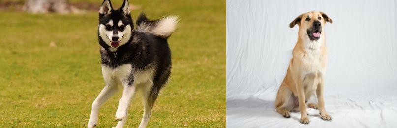Chinook vs Alaskan Klee Kai - Breed Comparison