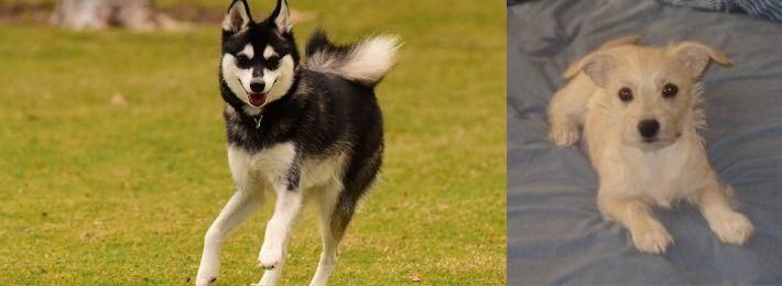 Chipoo vs Alaskan Klee Kai - Breed Comparison