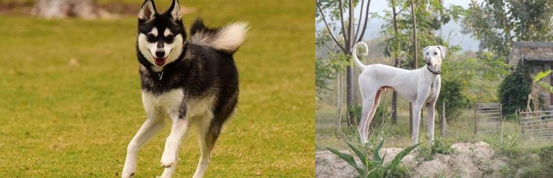 Chippiparai vs Alaskan Klee Kai - Breed Comparison
