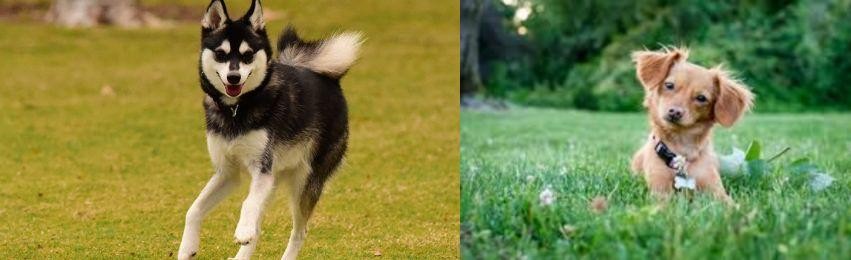 Chiweenie vs Alaskan Klee Kai - Breed Comparison