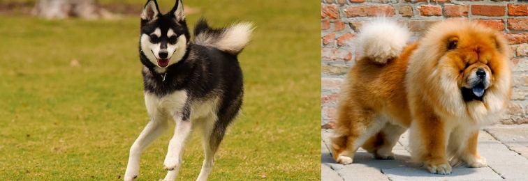 Chow Chow vs Alaskan Klee Kai - Breed Comparison