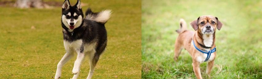 Chug vs Alaskan Klee Kai - Breed Comparison
