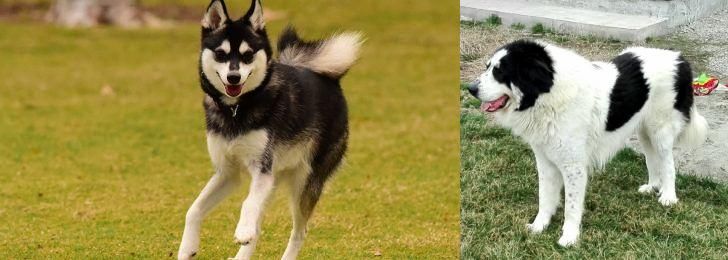 Ciobanesc de Bucovina vs Alaskan Klee Kai - Breed Comparison