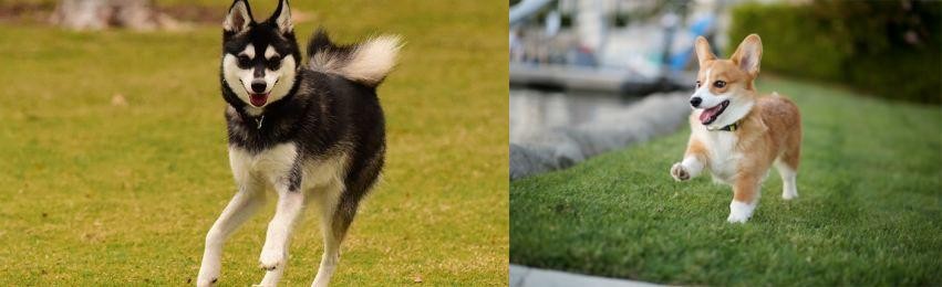 Corgi vs Alaskan Klee Kai - Breed Comparison