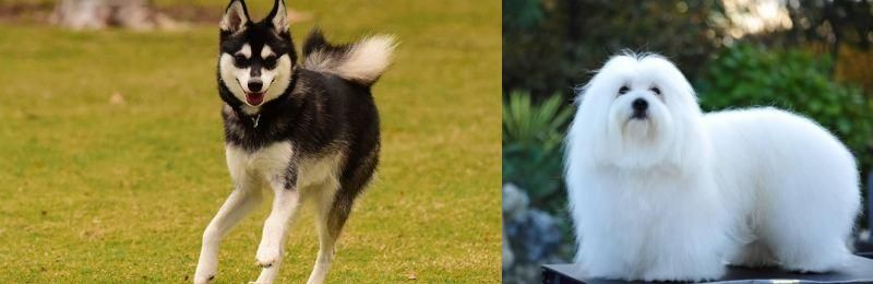 Coton De Tulear vs Alaskan Klee Kai - Breed Comparison