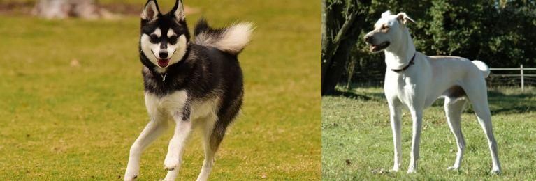 Cretan Hound vs Alaskan Klee Kai - Breed Comparison