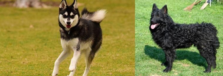 Croatian Sheepdog vs Alaskan Klee Kai - Breed Comparison